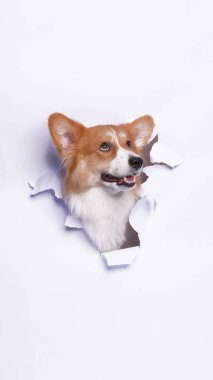 Bir dişi pembroke corgi dog photoshoot stüdyo fotoğrafçılığı beyaz kağıt kafa kırma kavramı ile ifade ile