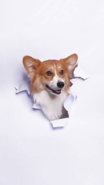 Bir dişi pembroke corgi dog photoshoot stüdyo fotoğrafçılığı beyaz kağıt kafa kırma kavramı ile ifade ile