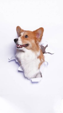 Bir dişi pembroke corgi dog photoshoot stüdyo fotoğrafçılığı beyaz kağıt kafa kırma kavramı ile ifade ile