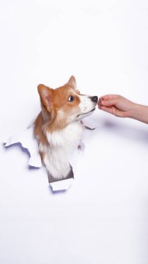 Bir dişi pembroke corgi dog photoshoot stüdyo fotoğrafçılığı beyaz kağıt kafa kırma kavramı ile ifade ile