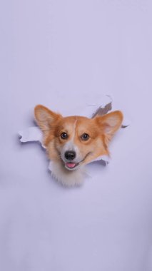 Bir dişi pembroke corgi dog photoshoot stüdyo fotoğrafçılığı konsept gri kağıt kafa kırarak ifade ile