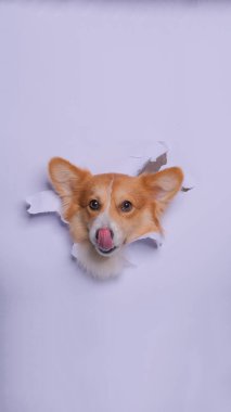 Bir dişi pembroke corgi dog photoshoot stüdyo fotoğrafçılığı konsept gri kağıt kafa kırarak ifade ile