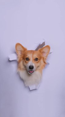 Bir dişi pembroke corgi dog photoshoot stüdyo fotoğrafçılığı konsept gri kağıt kafa kırarak ifade ile