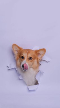 Bir dişi pembroke corgi dog photoshoot stüdyo fotoğrafçılığı konsept gri kağıt kafa kırarak ifade ile