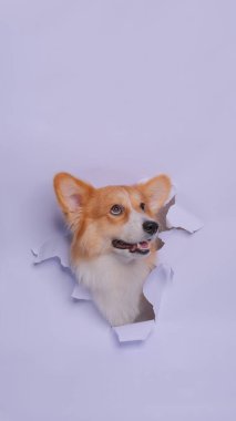 Bir dişi pembroke corgi dog photoshoot stüdyo fotoğrafçılığı konsept gri kağıt kafa kırarak ifade ile