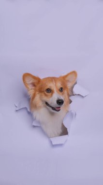 Bir dişi pembroke corgi dog photoshoot stüdyo fotoğrafçılığı konsept gri kağıt kafa kırarak ifade ile