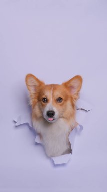 Bir dişi pembroke corgi dog photoshoot stüdyo fotoğrafçılığı konsept gri kağıt kafa kırarak ifade ile