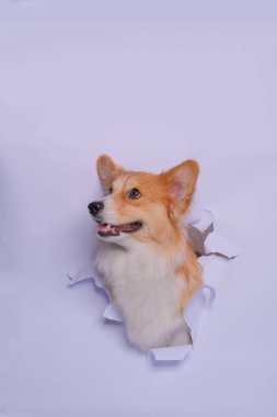 Bir dişi pembroke corgi dog photoshoot stüdyo fotoğrafçılığı konsept gri kağıt kafa kırarak ifade ile
