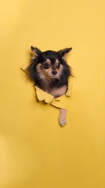 Bir erkek pofuduk chihuahua köpeği fotoshoot stüdyo fotoğrafçılığı. İçinde konsept sarı kağıt kafa kırma ifadesi var.
