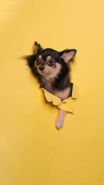 Bir erkek pofuduk chihuahua köpeği fotoshoot stüdyo fotoğrafçılığı. İçinde konsept sarı kağıt kafa kırma ifadesi var.