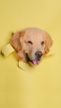 Bir erkek çikolatalı golden retriever köpek fotoshoot stüdyo fotoğrafçılığı konsept sarı kağıt kafasını dışavurumla kırıyor.