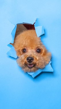 Bir erkek çikolatalı, küçük kaniş köpeği fotoshoot stüdyo fotoğrafçılığı. Üzerinde mavi kağıt kafanın dışavurum ile kırılması konsepti var.