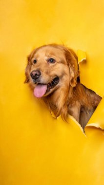 Bir erkek çikolatalı golden retriever köpek fotoshoot stüdyo fotoğrafçılığı konsept sarı kağıt kafasını dışavurumla kırıyor.
