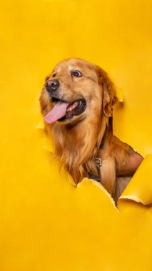 Bir erkek çikolatalı golden retriever köpek fotoshoot stüdyo fotoğrafçılığı konsept sarı kağıt kafasını dışavurumla kırıyor.