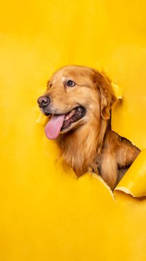 Bir erkek çikolatalı golden retriever köpek fotoshoot stüdyo fotoğrafçılığı konsept sarı kağıt kafasını dışavurumla kırıyor.