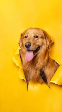 Bir erkek çikolatalı golden retriever köpek fotoshoot stüdyo fotoğrafçılığı konsept sarı kağıt kafasını dışavurumla kırıyor.