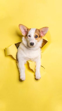 Dişi beyaz çikolata pembroke galsh corgi dog photoshoot stüdyo fotoğrafçılığı.
