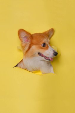 a female pembroke welsh corgi dog photoshoot studio pet photography with concept breaking yellow paper head through it with expression
