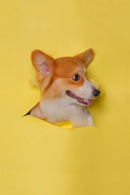Bir dişi pembroke corgi dog photoshoot stüdyo fotoğrafçılığı. İçinde konsept sarı kağıt kafa kırma ifadesi var.