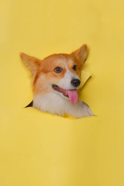 Bir dişi pembroke corgi dog photoshoot stüdyo fotoğrafçılığı. İçinde konsept sarı kağıt kafa kırma ifadesi var.