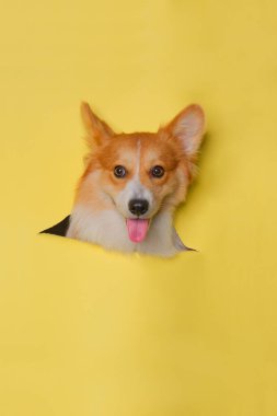 Bir dişi pembroke corgi dog photoshoot stüdyo fotoğrafçılığı. İçinde konsept sarı kağıt kafa kırma ifadesi var.