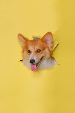 Bir dişi pembroke corgi dog photoshoot stüdyo fotoğrafçılığı. İçinde konsept sarı kağıt kafa kırma ifadesi var.