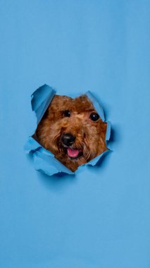 Bir erkek çikolatalı kaniş köpeği fotoshoot stüdyo fotoğrafçılığı kavramsal olarak mavi kağıt kafasını dışavurumla kırıyor.
