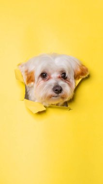 a female white chocolate small puppy maltese dog photoshoot studio pet photography with concept breaking yellow paper head through it with expression