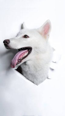 Beyaz bir erkek Sibiryalı köpek fotoshoot stüdyo fotoğrafçılığı ve beyaz kağıt kafaları ifadeyle parçalıyordu.