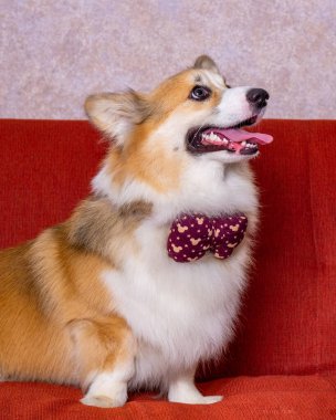 Uzun saçlı bir erkek pembroke galsh corgi dog photoshoot stüdyo fotoğrafçılığı konsept kırmızı koltuk ve parlak pembe arka plan