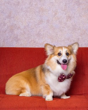Uzun saçlı bir erkek pembroke galsh corgi dog photoshoot stüdyo fotoğrafçılığı konsept kırmızı koltuk ve parlak pembe arka plan