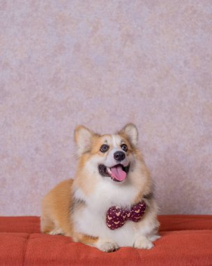 Uzun saçlı bir erkek pembroke galsh corgi dog photoshoot stüdyo fotoğrafçılığı konsept kırmızı koltuk ve parlak pembe arka plan