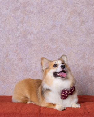 Uzun saçlı bir erkek pembroke galsh corgi dog photoshoot stüdyo fotoğrafçılığı konsept kırmızı koltuk ve parlak pembe arka plan