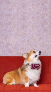 Uzun saçlı bir erkek pembroke galsh corgi dog photoshoot stüdyo fotoğrafçılığı konsept kırmızı koltuk ve parlak pembe arka plan