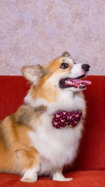 Uzun saçlı bir erkek pembroke galsh corgi dog photoshoot stüdyo fotoğrafçılığı konsept kırmızı koltuk ve parlak pembe arka plan