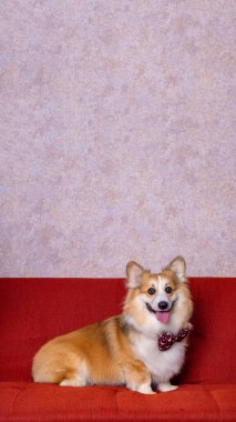 Uzun saçlı bir erkek pembroke galsh corgi dog photoshoot stüdyo fotoğrafçılığı konsept kırmızı koltuk ve parlak pembe arka plan