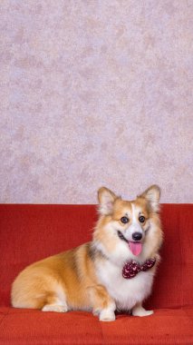 Uzun saçlı bir erkek pembroke galsh corgi dog photoshoot stüdyo fotoğrafçılığı konsept kırmızı koltuk ve parlak pembe arka plan