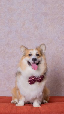Uzun saçlı bir erkek pembroke galsh corgi dog photoshoot stüdyo fotoğrafçılığı konsept kırmızı koltuk ve parlak pembe arka plan
