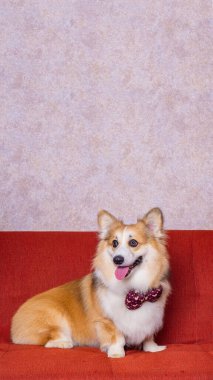 Uzun saçlı bir erkek pembroke galsh corgi dog photoshoot stüdyo fotoğrafçılığı konsept kırmızı koltuk ve parlak pembe arka plan