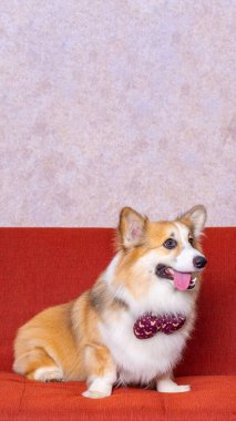 Uzun saçlı bir erkek pembroke galsh corgi dog photoshoot stüdyo fotoğrafçılığı konsept kırmızı koltuk ve parlak pembe arka plan