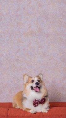 Uzun saçlı bir erkek pembroke galsh corgi dog photoshoot stüdyo fotoğrafçılığı konsept kırmızı koltuk ve parlak pembe arka plan