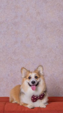 Uzun saçlı bir erkek pembroke galsh corgi dog photoshoot stüdyo fotoğrafçılığı konsept kırmızı koltuk ve parlak pembe arka plan