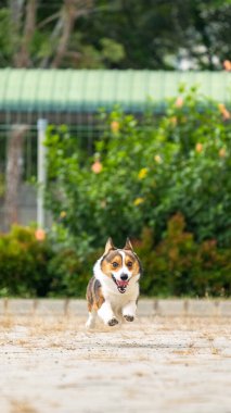 Bir erkek çikolata ve beyaz pembroke galsh corgi sabah parkta fotoshoot oturumunda evcil hayvan fotoğrafçılığı
