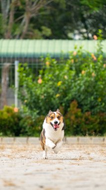 Bir erkek çikolata ve beyaz pembroke galsh corgi sabah parkta fotoshoot oturumunda evcil hayvan fotoğrafçılığı