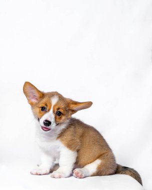 Beyaz arka plan izole edilmiş dişi pembroke corgi şirin yavru köpek çikolatası köpek fotoshoot stüdyo fotoğrafçılığı.