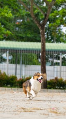 Bir erkek çikolata ve beyaz pembroke galsh corgi sabah parkta fotoshoot oturumunda evcil hayvan fotoğrafçılığı