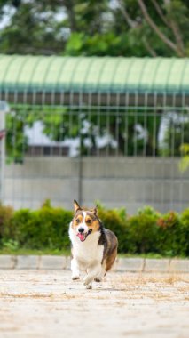 Bir erkek çikolata ve beyaz pembroke galsh corgi sabah parkta fotoshoot oturumunda evcil hayvan fotoğrafçılığı