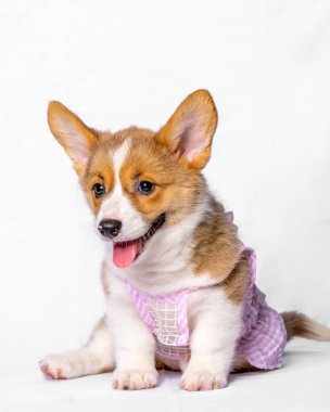Beyaz arka plan izole edilmiş dişi pembroke corgi şirin yavru köpek çikolatası köpek fotoshoot stüdyo fotoğrafçılığı.