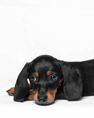 Beyaz arkaplan ile çekilmiş siyah dachshund ve şirin yavru köpek fotoshoot stüdyo fotoğrafçılığı.