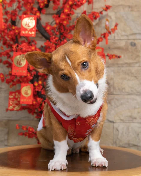 Bir erkek Corgi Pembroke Galsh fotoshoot fotoğraf stüdyosu mavi arka plan temalı elbise ve dekorasyonla izole edilmiş.